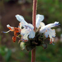 Thumbnail Picture of Salvia mellifera