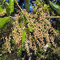 Thumbnail Picture of Coast Live Oak