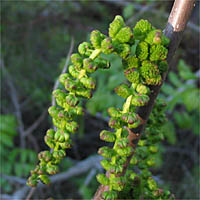 Thumbnail Picture of Juglans californica