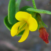 Thumbnail Picture of Acmispon maritimus var. maritimus