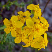 Thumbnail Picture of Eriophyllum confertiflorum var. confertiflorum