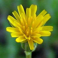 Thumbnail Picture of Hypochaeris glabra