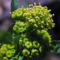 Thumbnail Picture of Sanicula crassicaulis