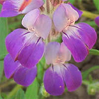 Thumbnail Picture of Collinsia heterophylla var. heterophylla