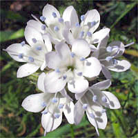 Thumbnail Picture of Gilia capitata ssp. abrotanifolia