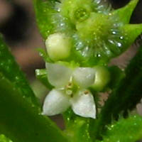 Thumbnail Picture of Galium aparine