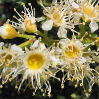 Thumbnail Picture of Prunus ilicifolia ssp. ilicifolia