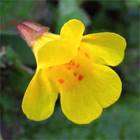 Thumbnail Picture of Creek Monkey Flower