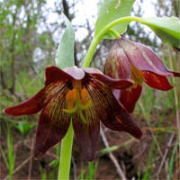 Thumbnail Picture of Chocolate Lily
