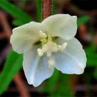 Thumbnail Picture of Willow-herb Clarkia