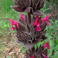 Thumbnail Picture of Crimson Pitcher Sage