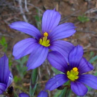 Thumbnail Picture of Sisyrinchium bellum