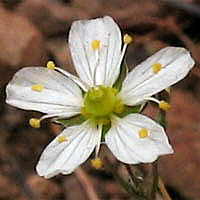 Thumbnail Picture of Douglas' Sandwort