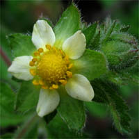 Thumbnail Picture of Drymocallis glandulosa ssp. wrangelliana