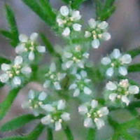 Thumbnail Picture of Daucus pusillus