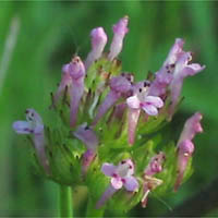 Thumbnail Picture of Plectritis ciliosa