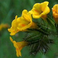 Thumbnail Picture of Common Fiddleneck