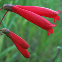 Thumbnail Picture of Scarlet Bugler