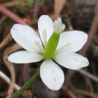 Thumbnail Picture of Small-flowered Meconella