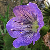 Thumbnail Picture of Large-flowered Phacelia