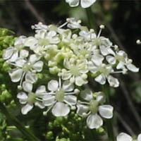 Thumbnail Picture of Poison Hemlock