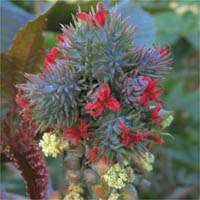 Thumbnail Picture of Ricinus communis