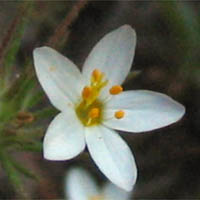 Thumbnail Picture of Leptosiphon parviflorus