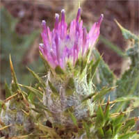 Thumbnail Picture of Italian Thistle