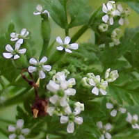 Thumbnail Picture of Bur-chervil