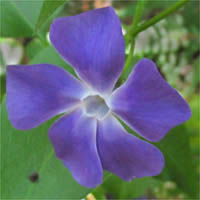 Thumbnail Picture of Vinca major