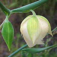 Thumbnail Picture of Calochortus albus