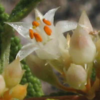 Thumbnail Picture of California Dodder