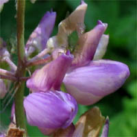 Thumbnail Picture of Lupinus latifolius