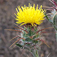 Thumbnail Picture of Centaurea melitensis