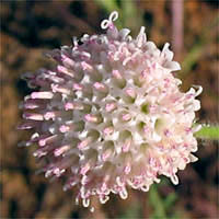 Thumbnail Picture of White Pincushion