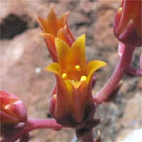 Thumbnail Picture of Lance-leaf Live-forever