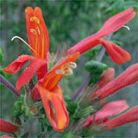 Thumbnail Picture of Heart-leaved Penstemon