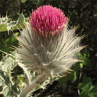 Thumbnail Picture of Cobweb Thistle