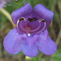 Thumbnail Picture of Penstemon heterophyllus var. australis