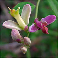 Thumbnail Picture of Fish's Milkwort