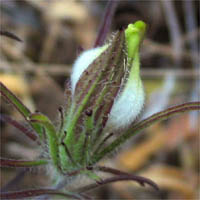 Thumbnail Picture of Bird's Beak