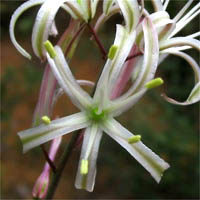 Thumbnail Picture of Chlorogalum pomeridianum var. pomeridianum