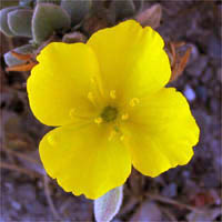 Thumbnail Picture of Camissoniopsis cheiranthifolia ssp. suffruticosa