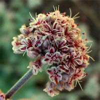 Thumbnail Picture of Eriogonum cinereum