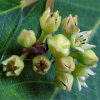 Thumbnail Picture of California coffeeberry