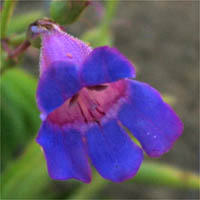 Thumbnail Picture of Penstemon spectabilis var. subviscosus