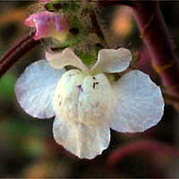 Thumbnail Picture of Antirrhinum coulterianum