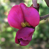 Thumbnail Picture of Chaparral Pea