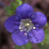 Thumbnail Picture of Phacelia viscida