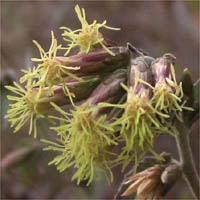 Thumbnail Picture of California Brickellbush